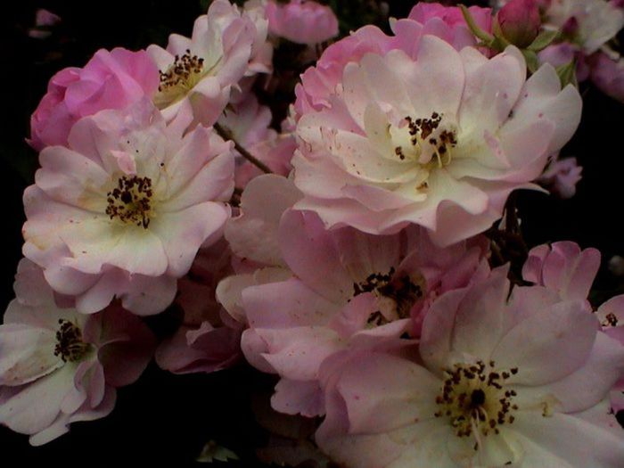 Soapte de parfum (211)