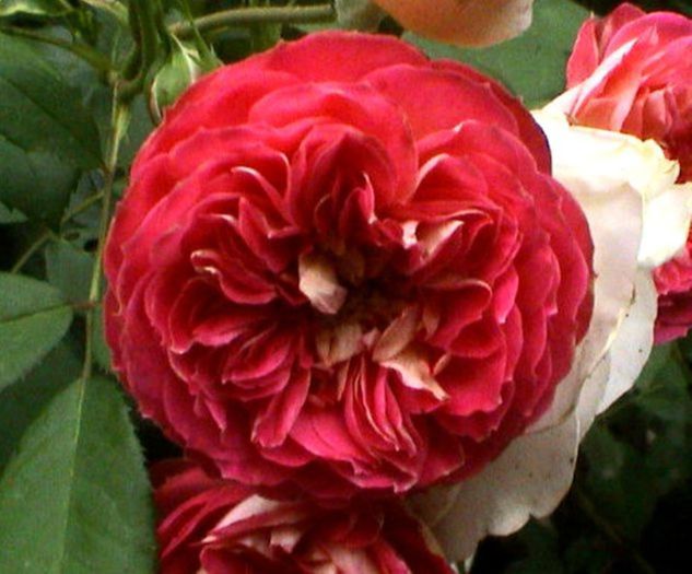 Soapte de parfum (215)