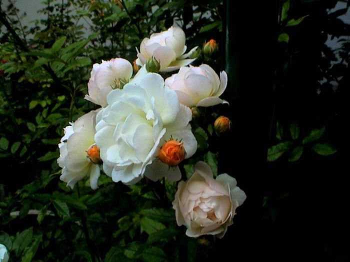 Soapte de parfum (217) - AM LASAT TRANDAFIRII SA SPUNA POVESTI 2