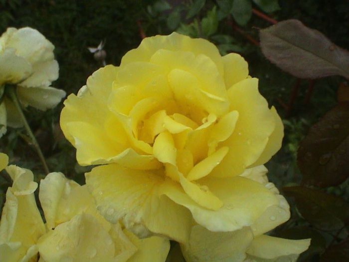 Soapte de parfum (218)