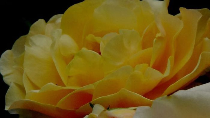 Soapte de parfum (226)