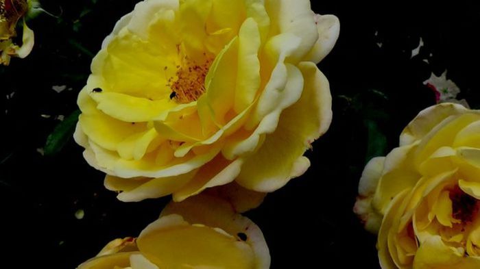 Soapte de parfum (228)
