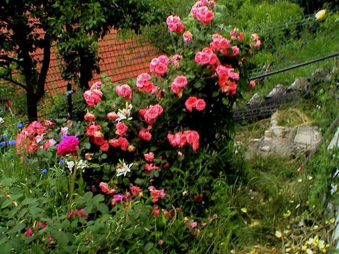 Soapte de parfum (233)