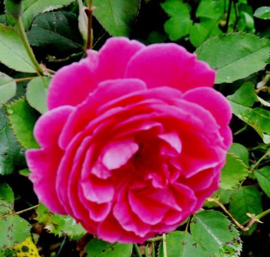Soapte de parfum (235)