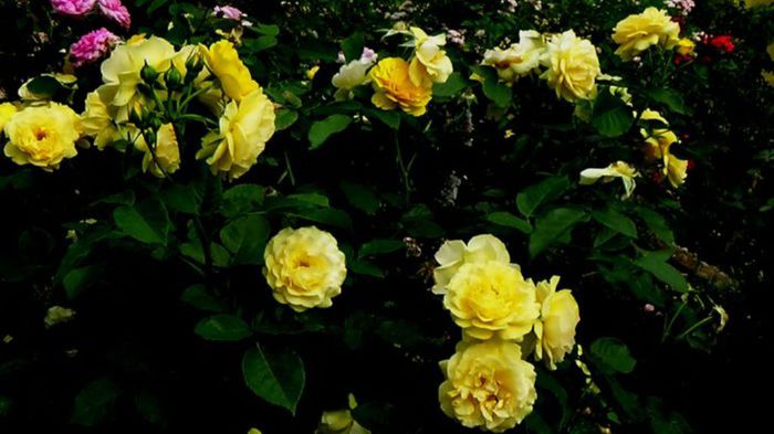 Soapte de parfum (237)