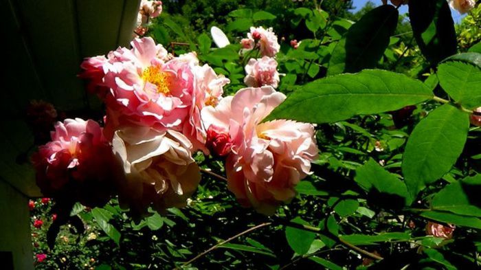 Soapte de parfum (238)