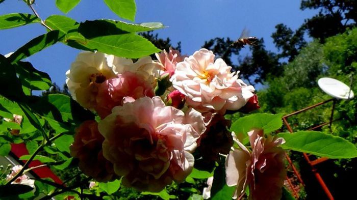 Soapte de parfum (239)