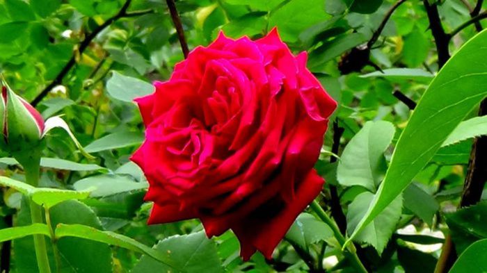Soapte de parfum (241)