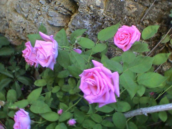 Soapte de parfum (249)