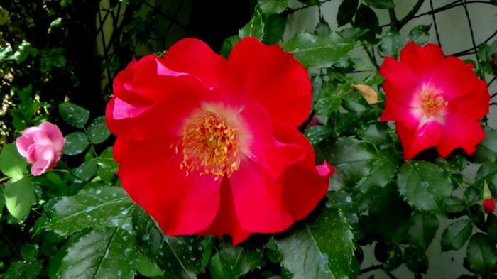 Soapte de parfum (408)