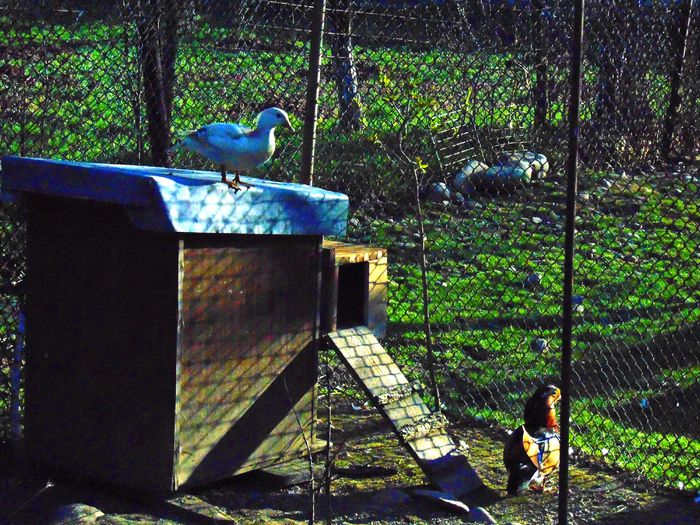 rate mandarine galbene - Rate mandarine galbene