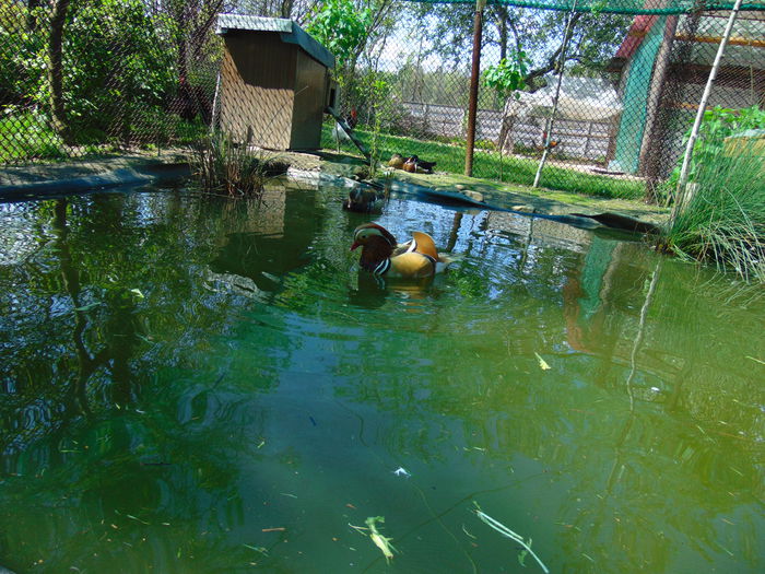 rate mandarine galbene