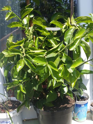 Bouga mea care nu vrea sa infloreasca - florile mele