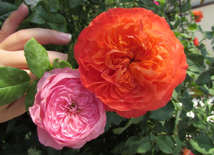 Chantal Morieux si Emilien Guillot