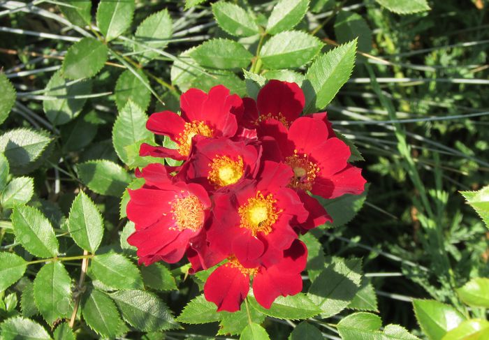 Bienenweide Rot - 2015 trandafiri -V