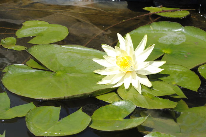 _DSC0599 - B- Iaz - Nuferi si Crapi Koi 2015