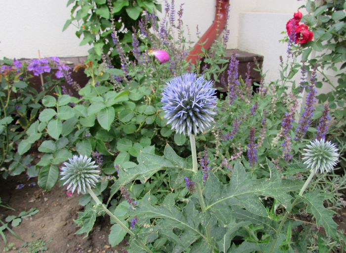 echinops ritro - 2015 plantele mele - III