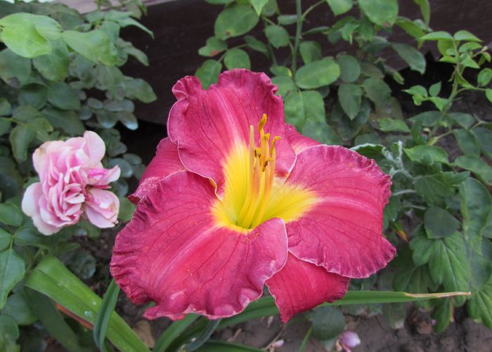 hemerocallis-voodoo-dancer(floare simpla) - 2015 plantele mele - III