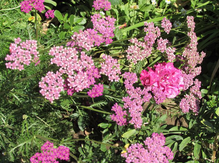 achillea paprika - 2015 plantele mele - III