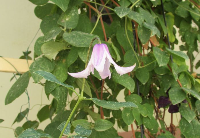 Clematis Hanajima - 2015 plantele mele - III