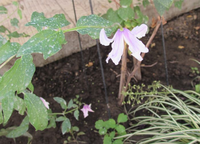 Clematis Hanajima - 2015 plantele mele - III