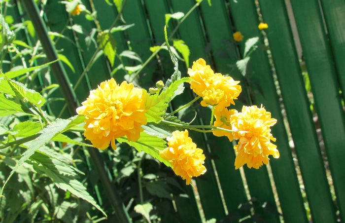 Kerria japonica, trandafirul domnesc - 2015 plantele mele - III