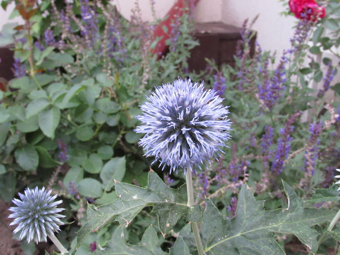 echinops ritro