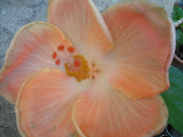 SAM_8437 - hibiscusi 2015-5