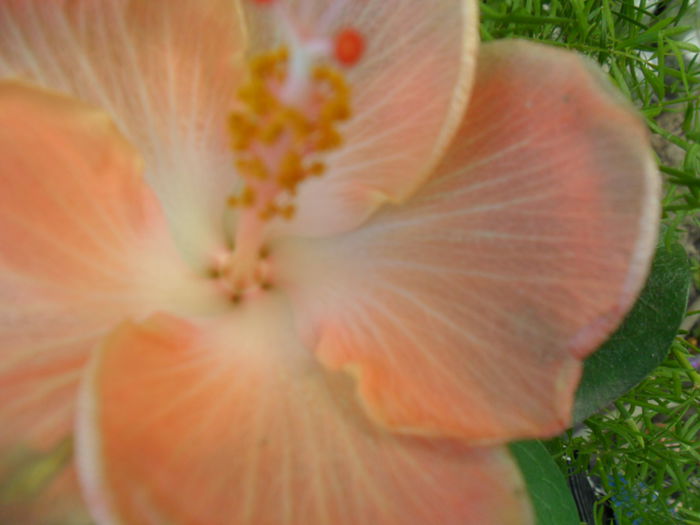 SAM_8447 - hibiscusi 2015-5