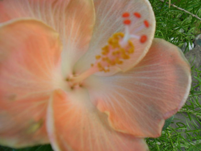 SAM_8450 - hibiscusi 2015-5