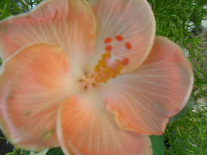 SAM_8452 - hibiscusi 2015-5