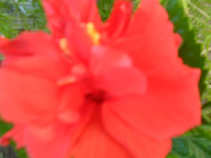 SAM_8456 - hibiscusi 2015-5