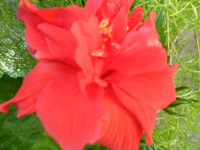 SAM_8457 - hibiscusi 2015-5