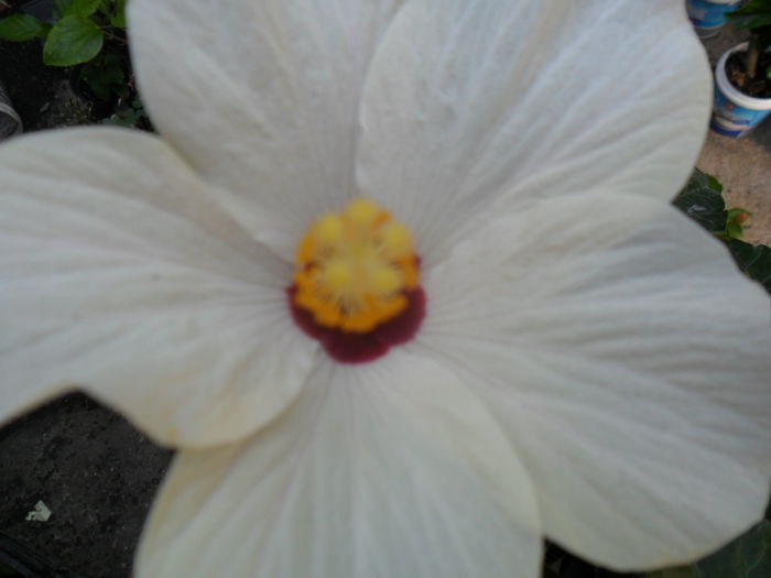 SAM_8462 - hibiscusi 2015-5