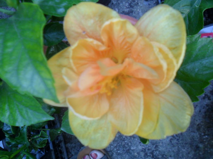 SAM_8467 - hibiscusi 2015-5
