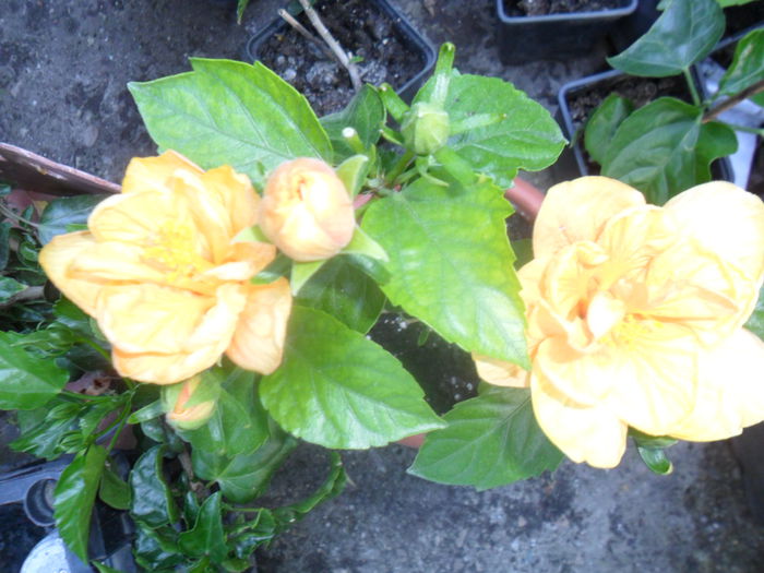 SAM_8468 - hibiscusi 2015-5