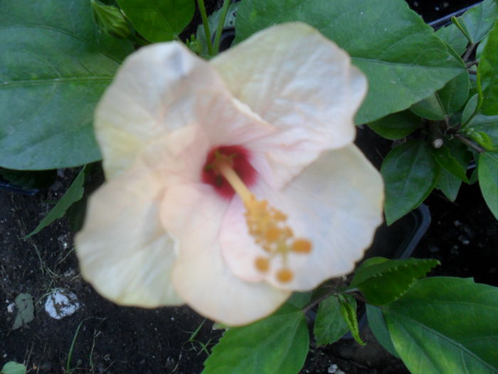 SAM_8470 - hibiscusi 2015-5