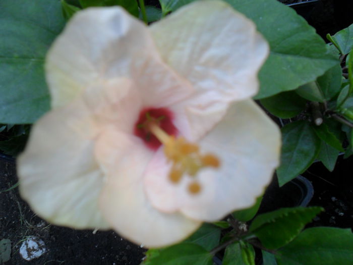 SAM_8472 - hibiscusi 2015-5