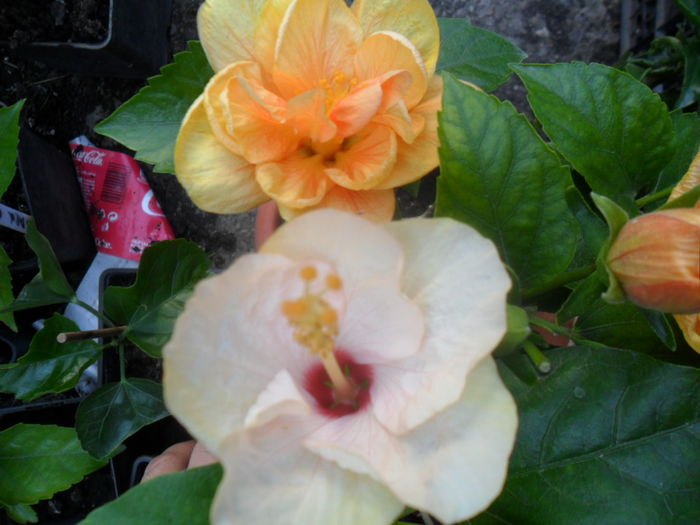 SAM_8475 - hibiscusi 2015-5