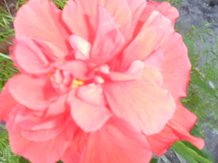 SAM_8476 - hibiscusi 2015-5