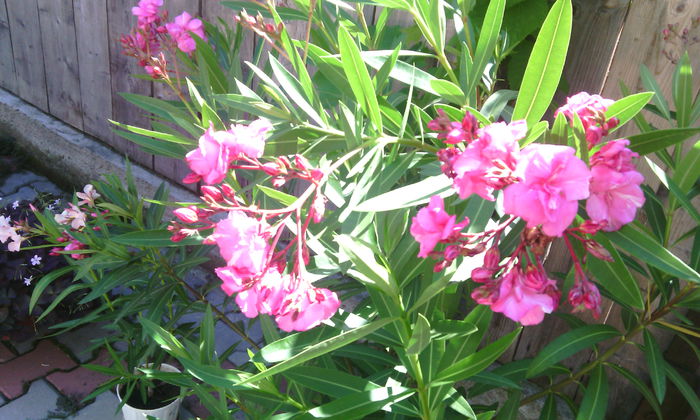 rosseum plenum