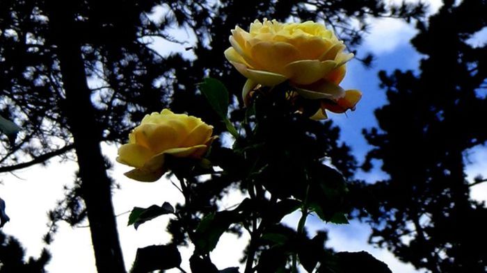 Soapte de parfum (413) - AM LASAT TRANDAFIRII SA SPUNA POVESTI 2