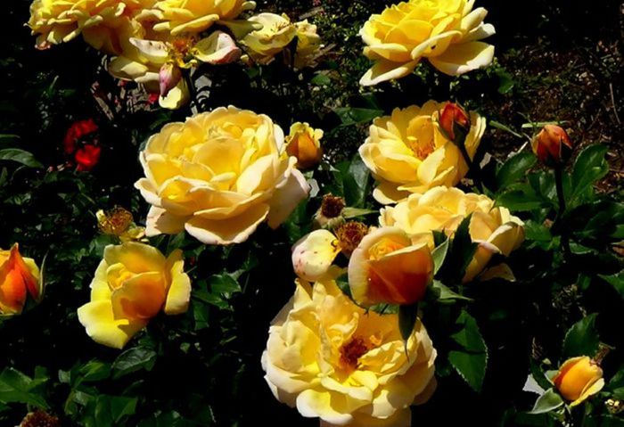 Soapte de parfum (415)