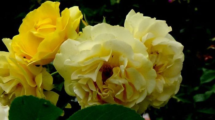 Soapte de parfum (416)