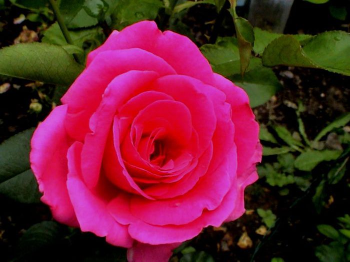 Soapte de parfum (417)