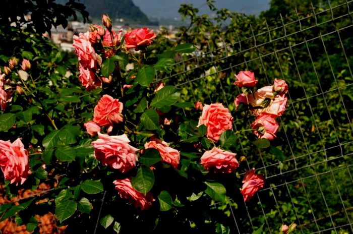 Soapte de parfum (418)