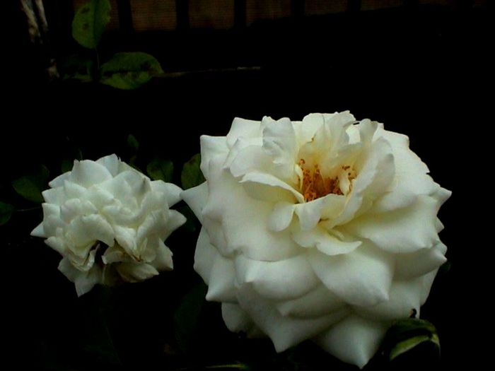 Soapte de parfum (421)