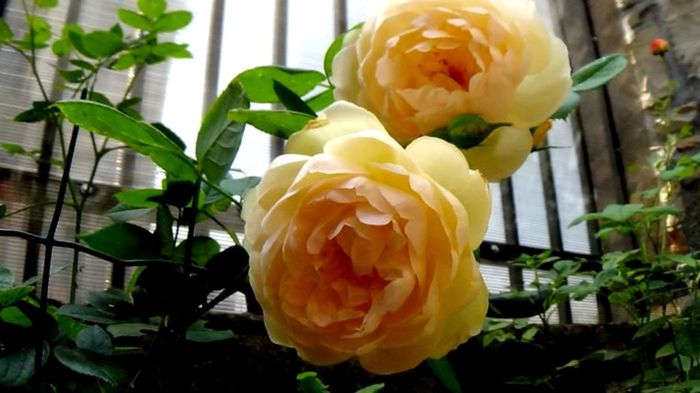 Soapte de parfum (430)