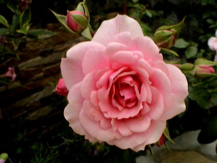 Soapte de parfum (436)