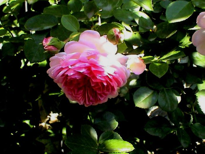 Soapte de parfum (440)